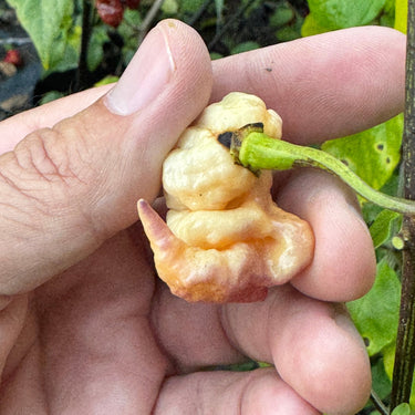 Reaper Sbagliato Purple Peach - Seeds - The Pepper Pantry (Formerly Marie Sharp's)